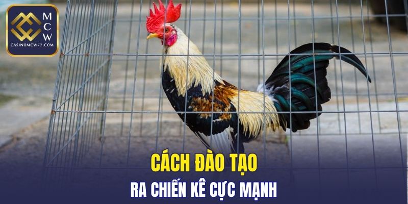 Cách đào tạo ra chiến kê cực mạnh