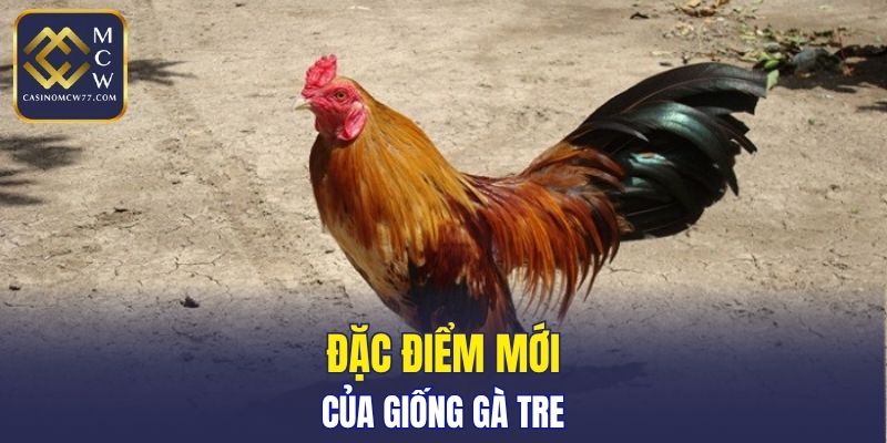 Đặc điểm mới của giống gà tre