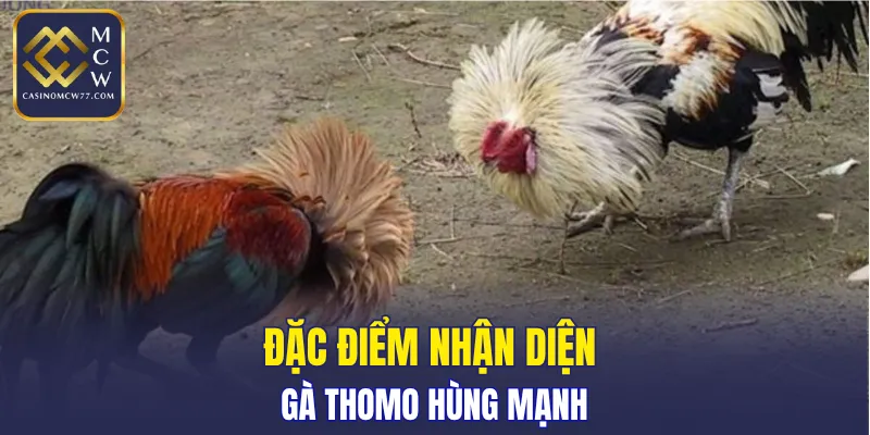 Đặc điểm nhận diện gà Thomo hùng mạnh