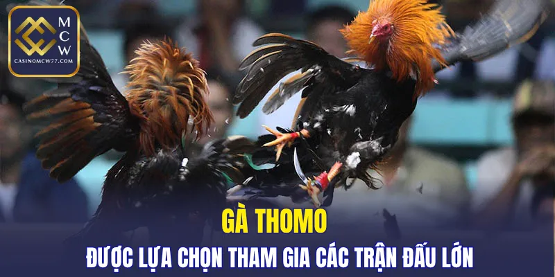 Gà Thomo được lựa chọn tham gia các trận đấu lớn