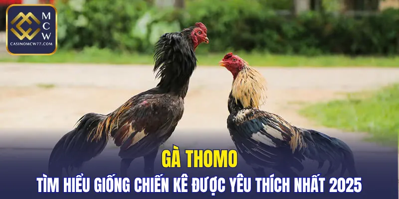 Gà Thomo