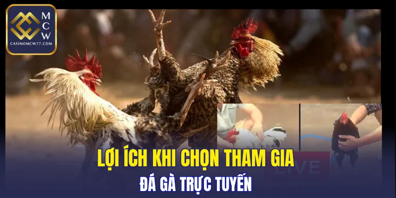 Lợi ích khi chọn tham gia đá gà trực tuyến