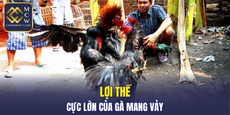 Lợi thế cực lớn của gà mang vảy