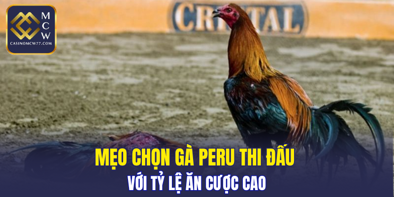 Mẹo chọn gà Peru thi đấu với tỷ lệ ăn cược cao