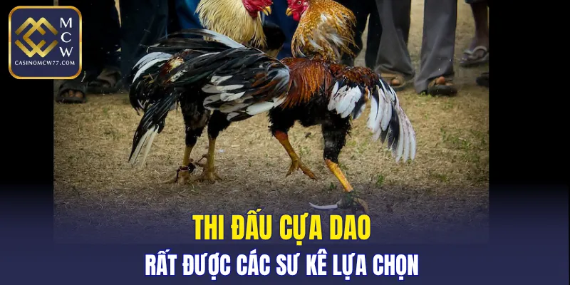Thi đấu cựa dao rất được các sư kê lựa chọn