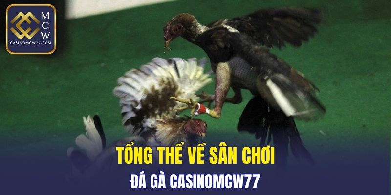 Tổng thể về sân chơi Đá Gà CASINOMCW77